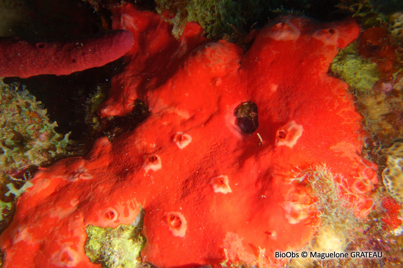 Spirastrella caraïbes - Spirastrella coccinea - Maguelone GRATEAU - BioObs