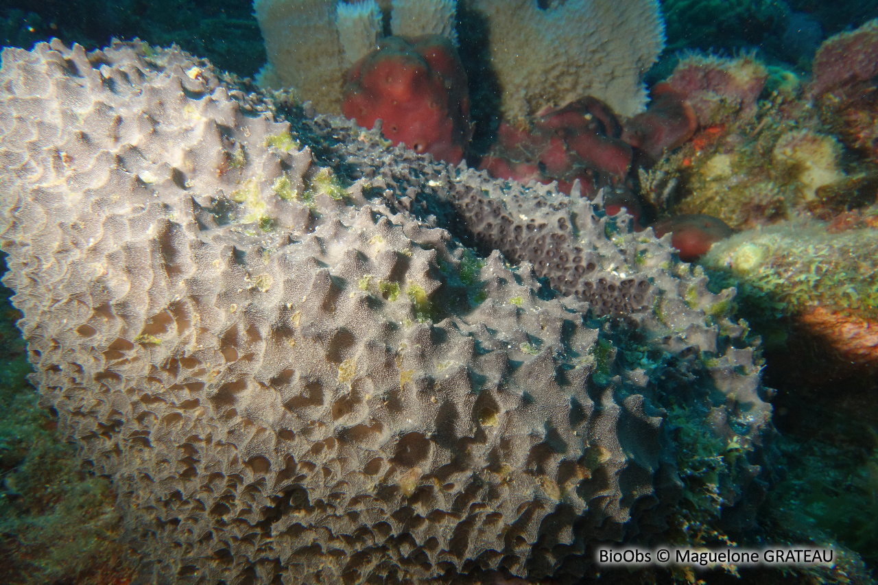 Eponge-balle - Ircinia strobilina - Maguelone GRATEAU - BioObs