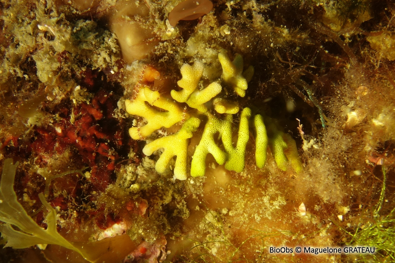 Frondipore verruqueux - Frondipora verrucosa - Maguelone GRATEAU - BioObs