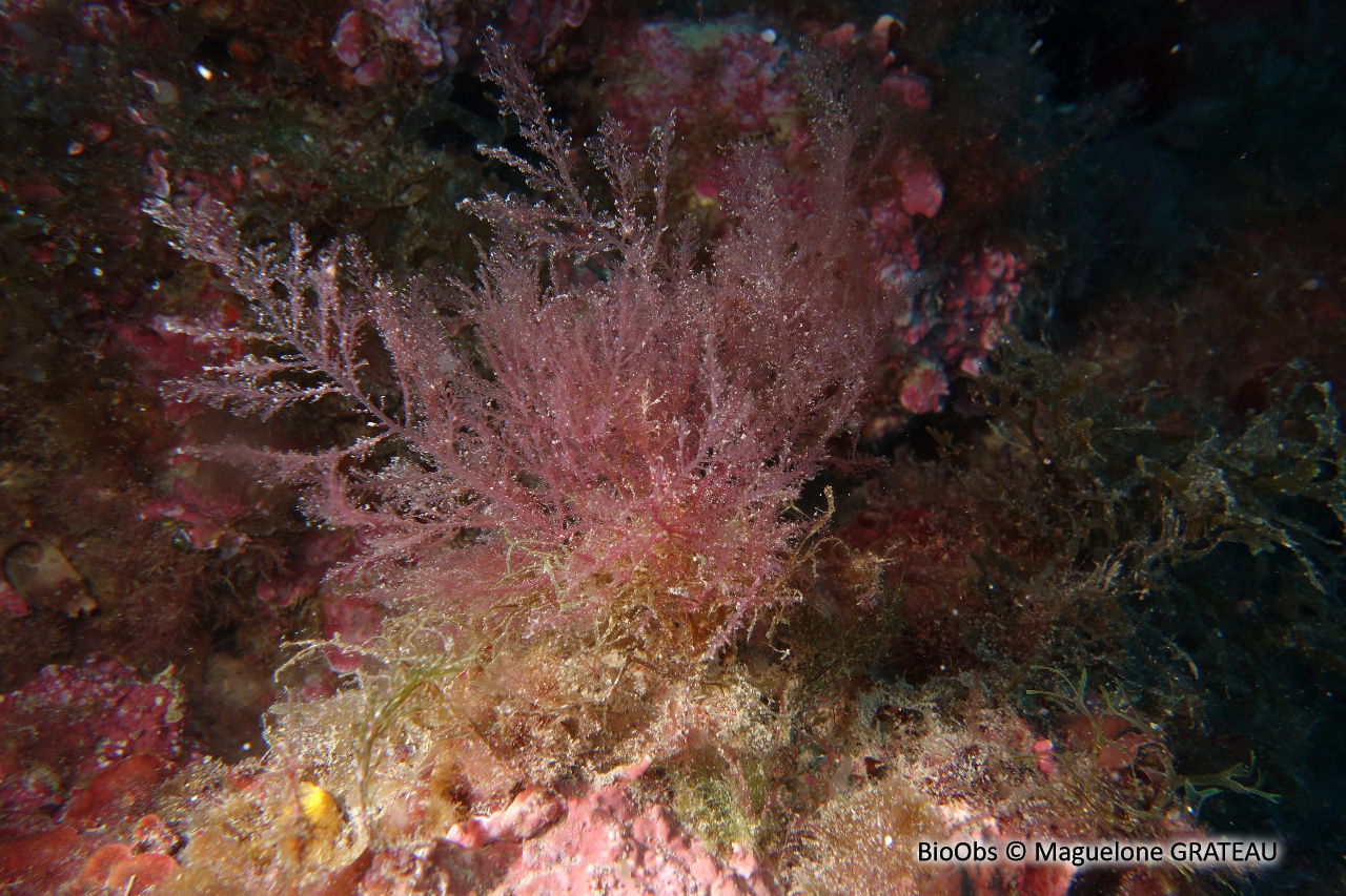 Plume épineuse rouge - Bonnemaisonia asparagoides - Maguelone GRATEAU - BioObs