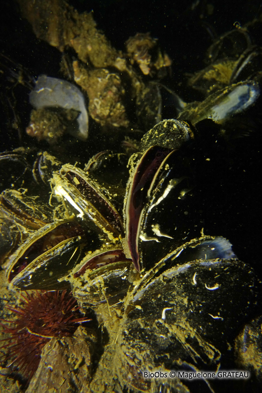 Moule de Méditerranée - Mytilus galloprovincialis - Maguelone GRATEAU - BioObs