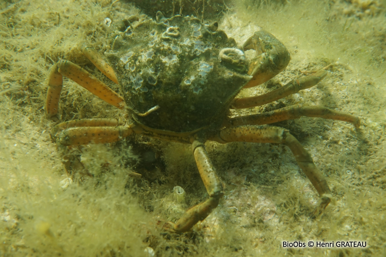 Crabe vert de Méditerranée - Carcinus aestuarii - Henri GRATEAU - BioObs