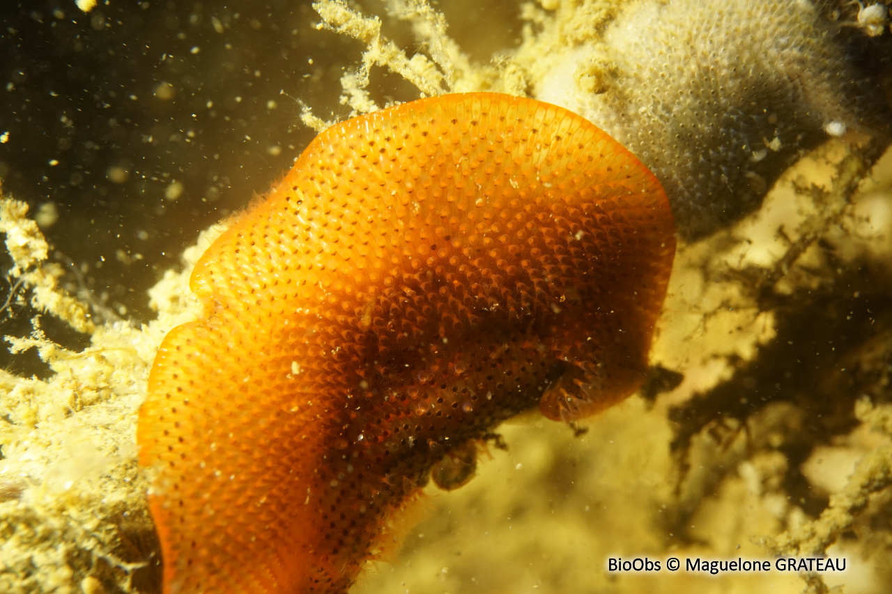 Bryozoaire watersipora (genre) - Watersipora - Maguelone GRATEAU - BioObs