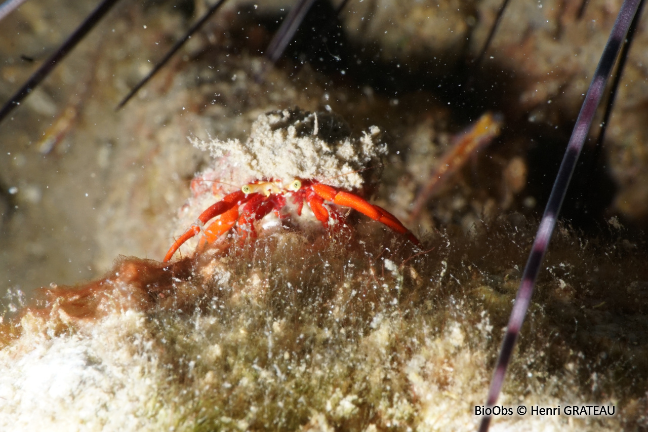 Ermite rouge de récif - Paguristes cadenati - Henri GRATEAU - BioObs