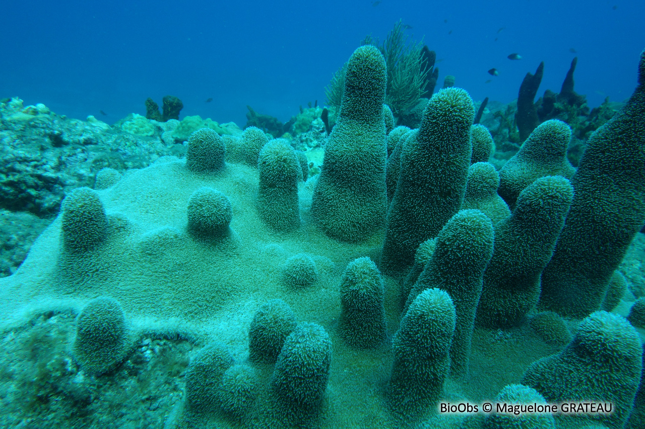 Corail cierge - Dendrogyra cylindrus - Maguelone GRATEAU - BioObs