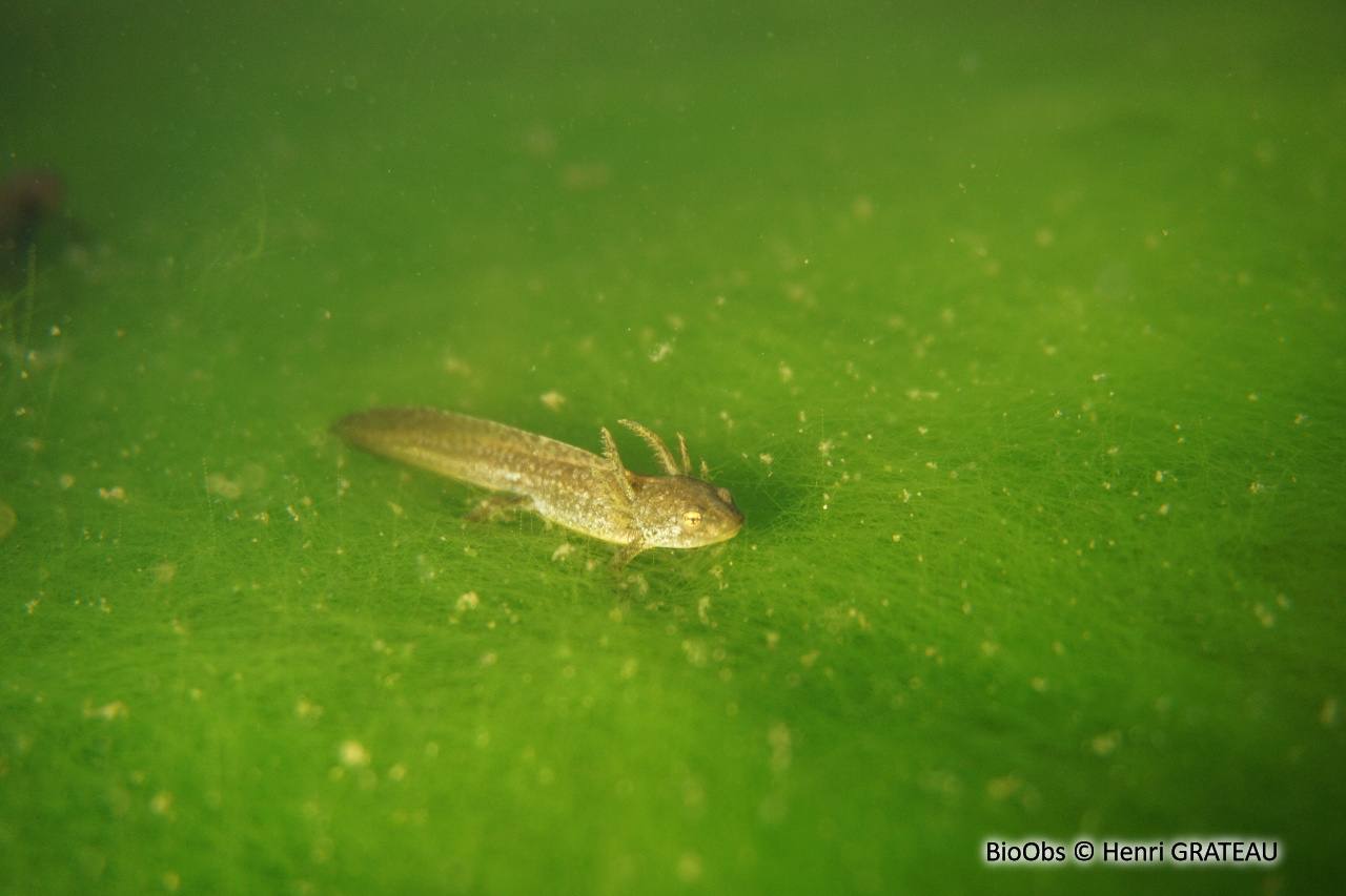 Triton alpestre - Ichthyosaura alpestris - Henri GRATEAU - BioObs