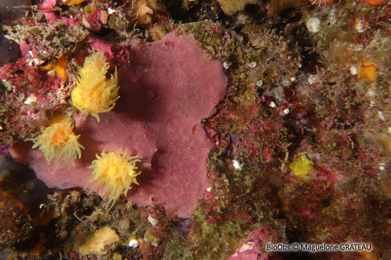 Hexadelle rose foncé - Hexadella topsenti - Maguelone GRATEAU - BioObs
