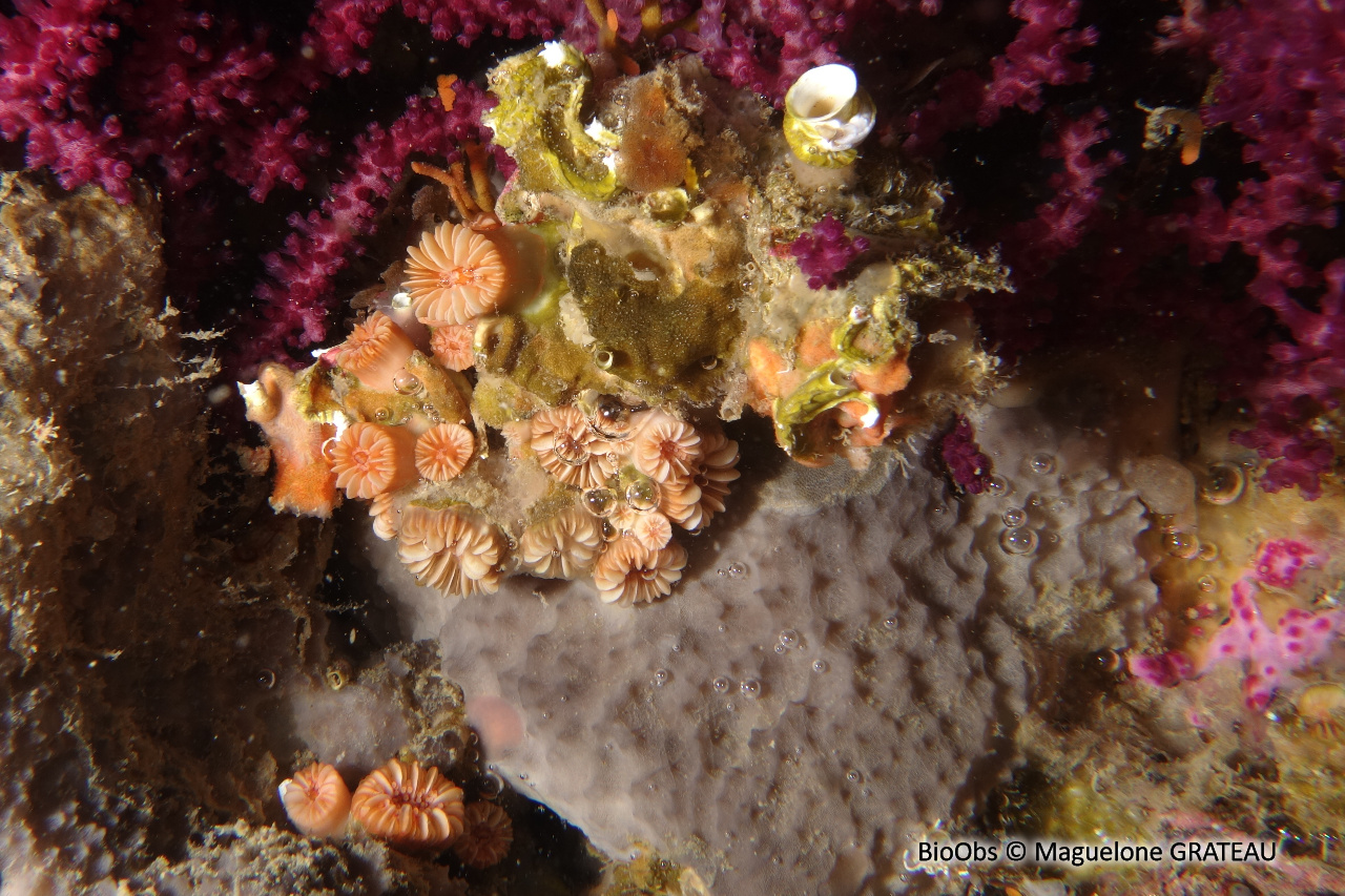 Madrépore oeillet - Caryophyllia inornata - Maguelone GRATEAU - BioObs
