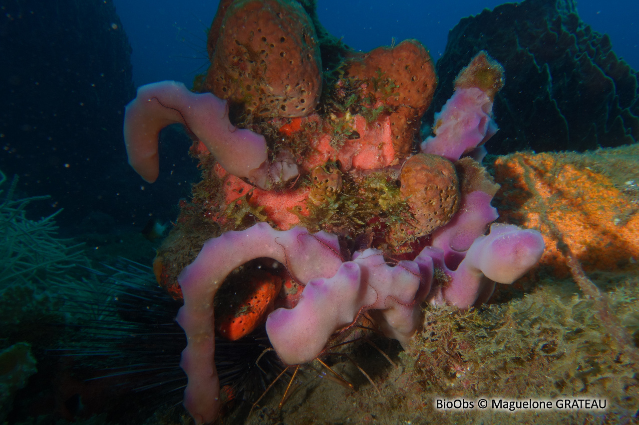 Eponge-pieuvre mauve rose - Callyspongia (Callyspongia) fallax - Maguelone GRATEAU - BioObs