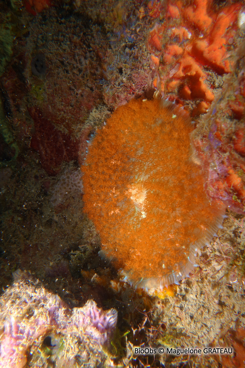 Corallimorphaire verruqueux - Rhodactis osculifera - Maguelone GRATEAU - BioObs