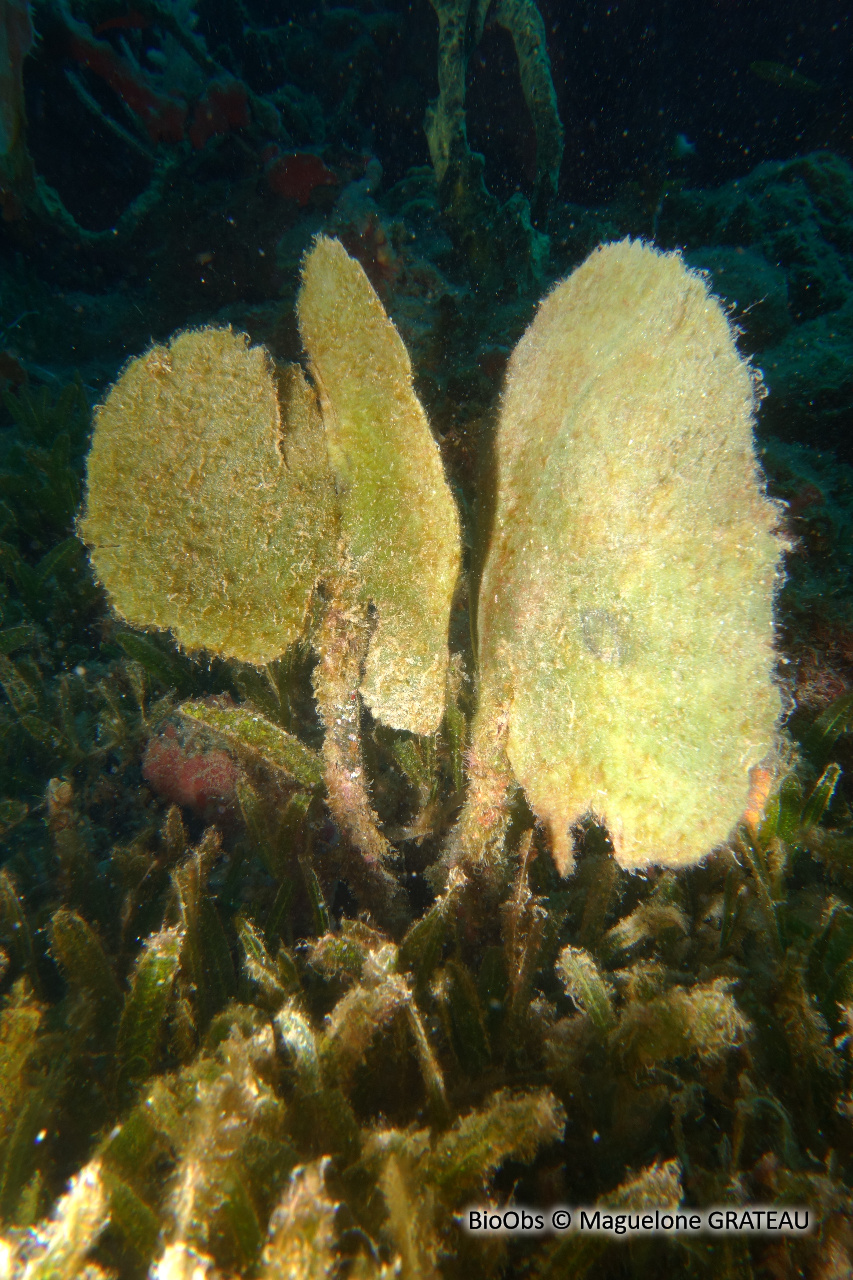 Algue pagaie - Avrainvillea asarifolia - Maguelone GRATEAU - BioObs