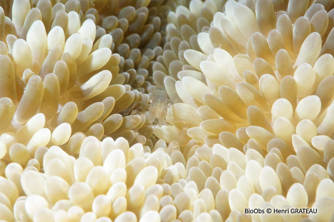 Crevette des anémones-soleil - Periclimenes rathbunae - Henri GRATEAU - BioObs