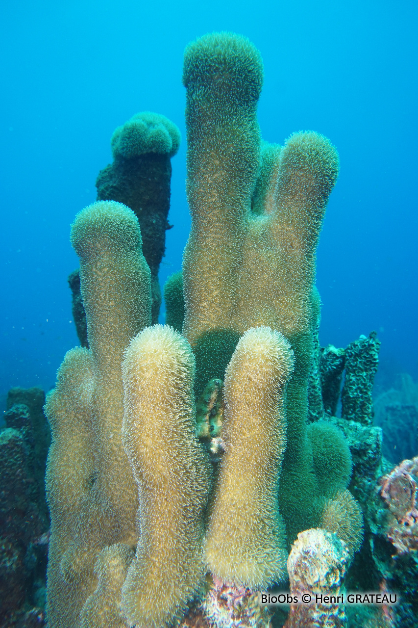 Corail cierge - Dendrogyra cylindrus - Henri GRATEAU - BioObs