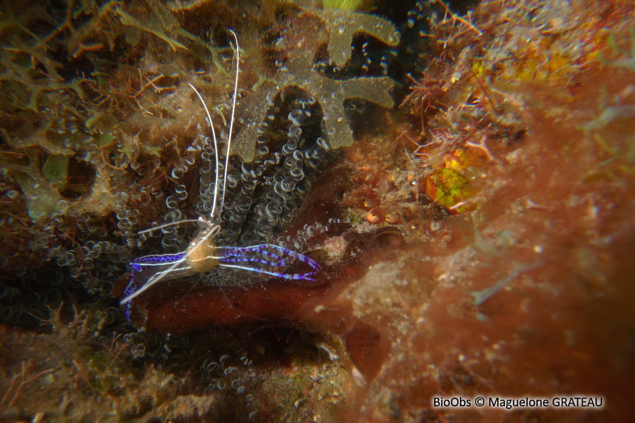 Crevette nettoyeuse de Pederson - Ancylomenes pedersoni - Maguelone GRATEAU - BioObs