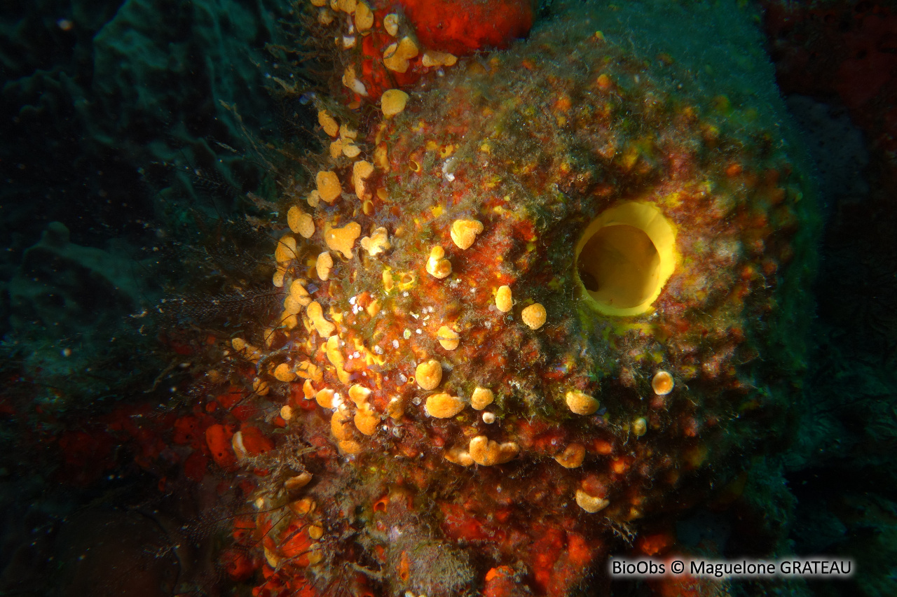 Eponge multicolore - Aiolochroia crassa - Maguelone GRATEAU - BioObs