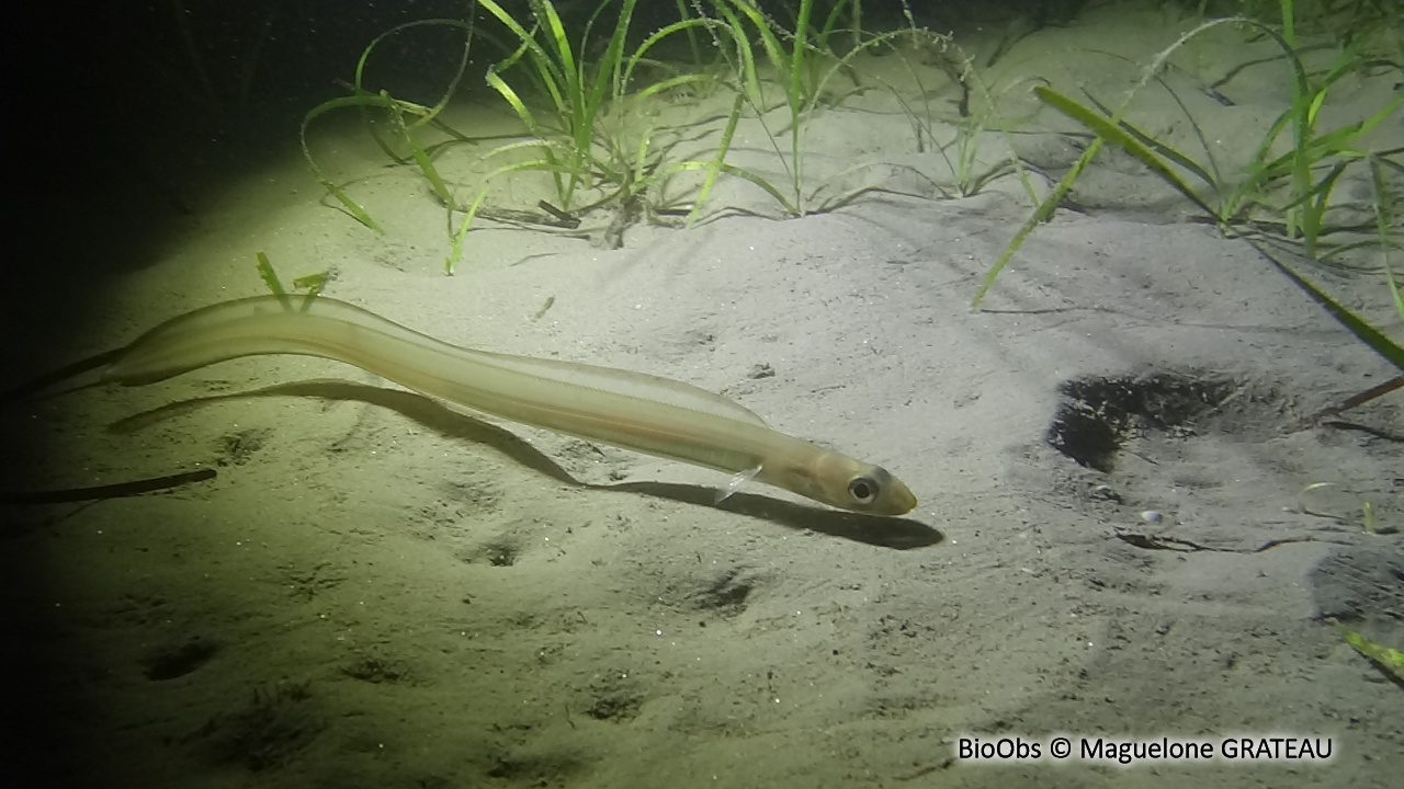 Congre des Baléares - Ariosoma balearicum - Maguelone GRATEAU - BioObs