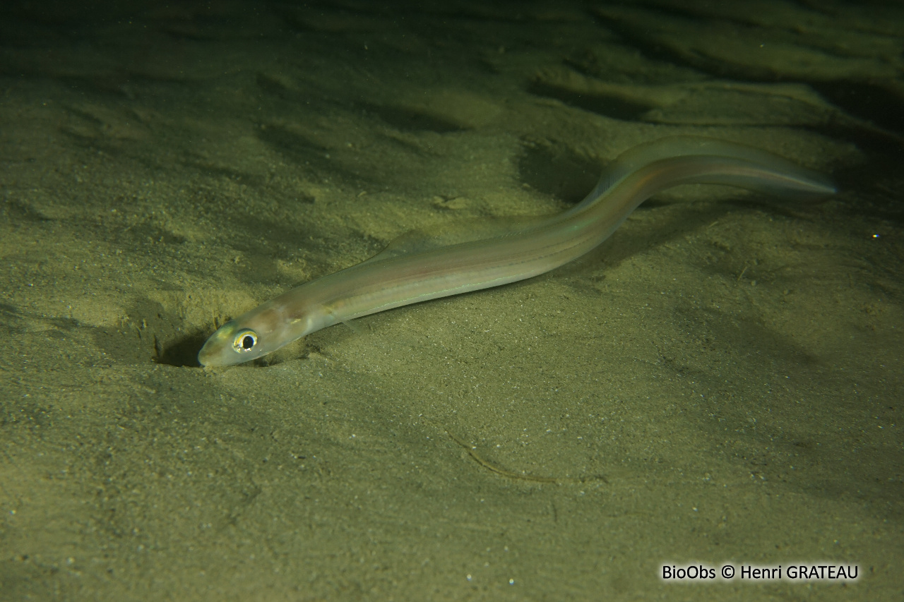 Congre des Baléares - Ariosoma balearicum - Henri GRATEAU - BioObs