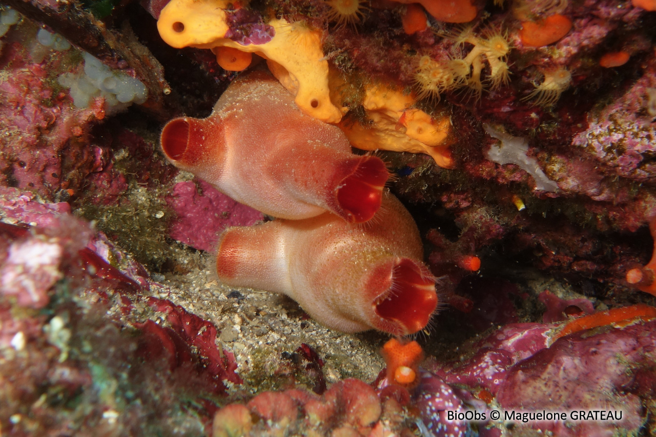 Ascidie rouge - Halocynthia papillosa - Maguelone GRATEAU - BioObs