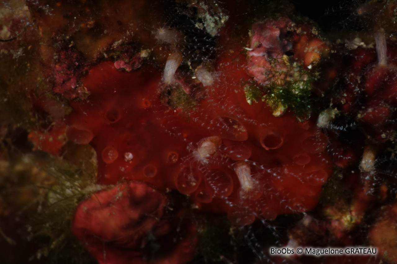 Eponge catalane rouge à cratères - Hamigera hamigera - Maguelone GRATEAU - BioObs