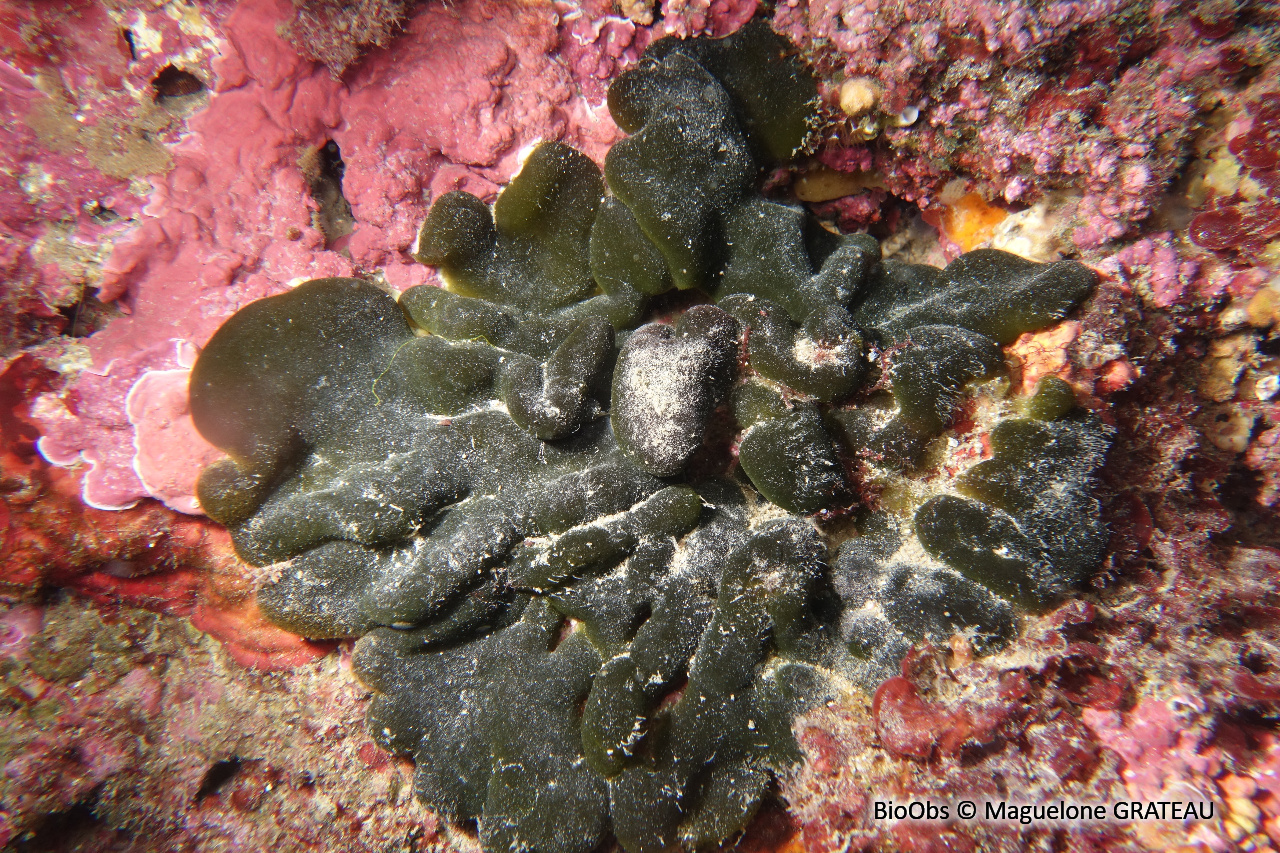 Codium étalé - Codium effusum - Maguelone GRATEAU - BioObs