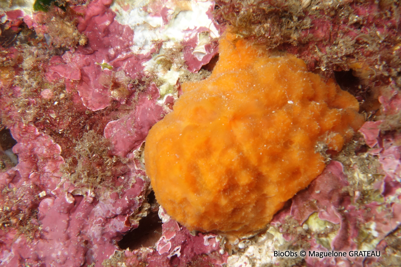Eponge épineuse orange - Acanthella acuta - Maguelone GRATEAU - BioObs