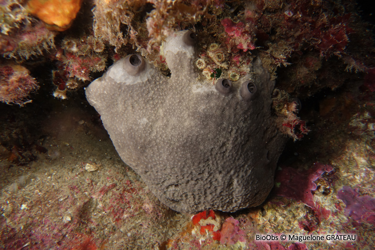 Ircinie sombre - Ircinia oros - Maguelone GRATEAU - BioObs