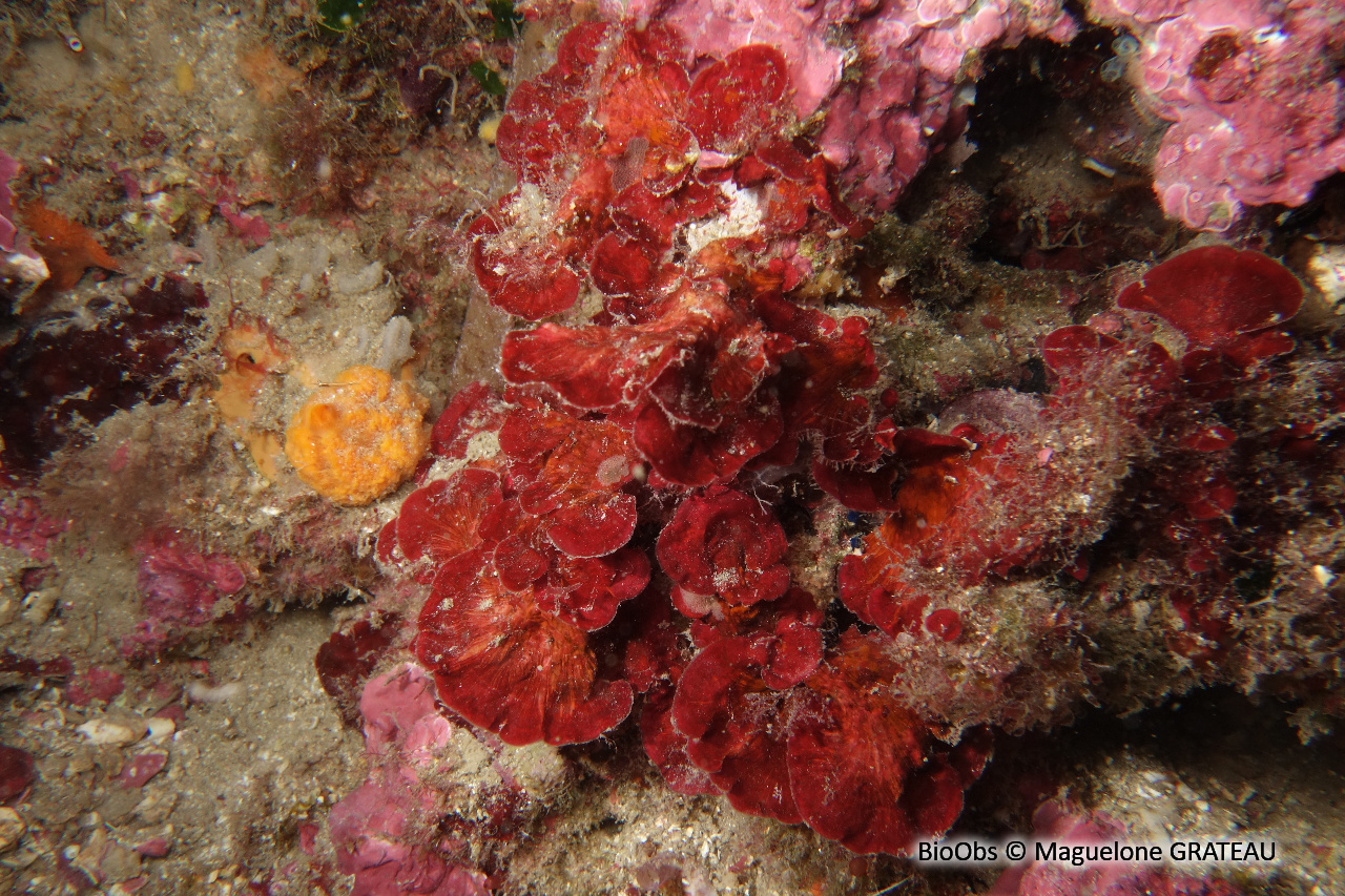 Peyssonnele écailleuse - Peyssonnelia squamaria - Maguelone GRATEAU - BioObs
