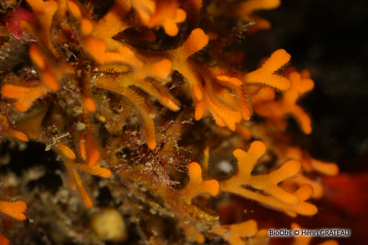 Adéonelle - Adeonella calveti - Henri GRATEAU - BioObs