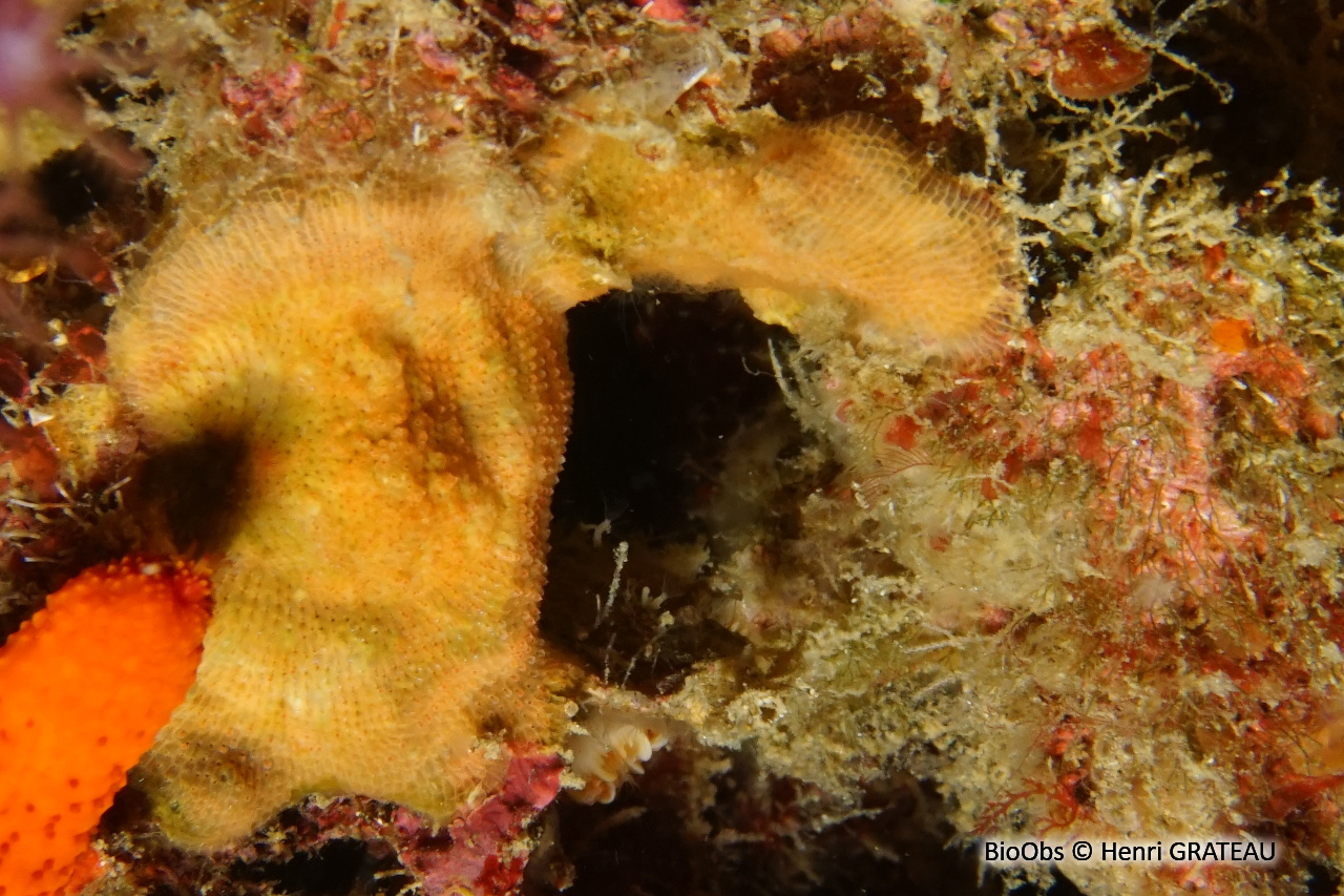 Schizomavelle à lignes régulières - Schizomavella (Schizomavella) linearis - Henri GRATEAU - BioObs