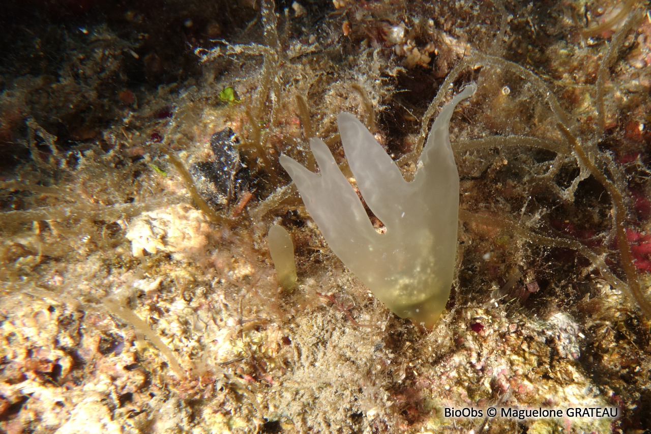 Sebdénie de Rodriguez - Sebdenia rodrigueziana - Maguelone GRATEAU - BioObs