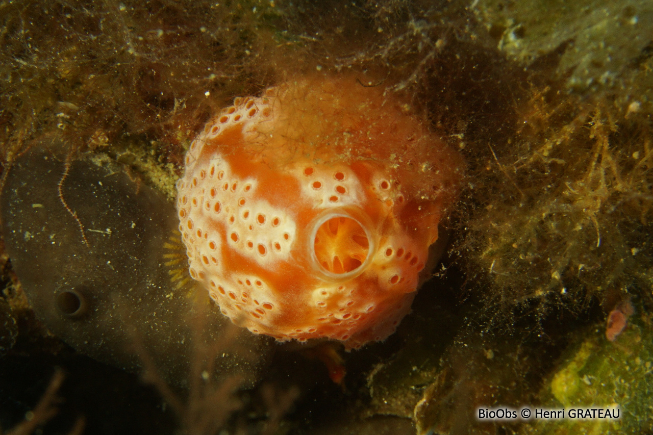 Fraise de mer - Aplidium elegans - Henri GRATEAU - BioObs