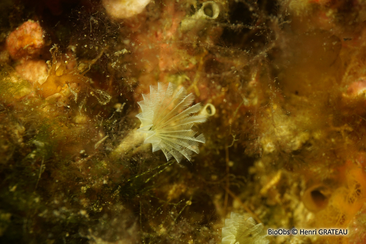 Petite sabelle verte - Hypsicomus stichophthalmos - Henri GRATEAU - BioObs