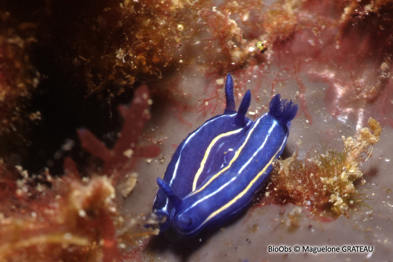 Doris céleste - Felimare orsinii - Maguelone GRATEAU - BioObs