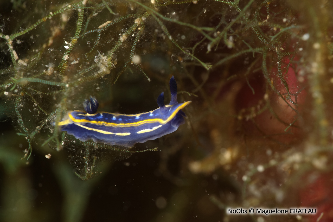 Doris tricolore - Felimare tricolor - Maguelone GRATEAU - BioObs