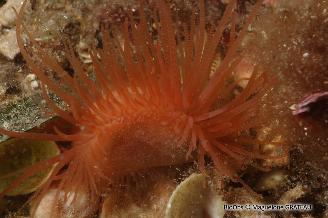 Lime bâillante - Limaria hians - Maguelone GRATEAU - BioObs