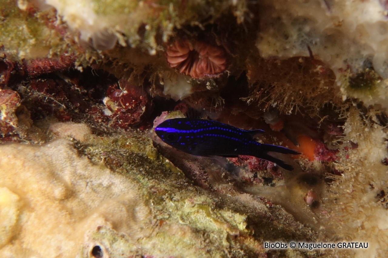 Castagnole - Chromis chromis - Maguelone GRATEAU - BioObs