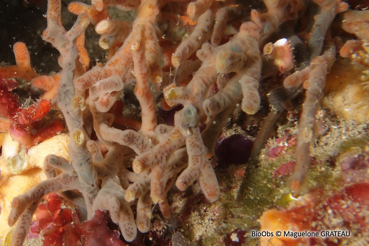 Eponge-voile - Halisarca harmelini - Maguelone GRATEAU - BioObs