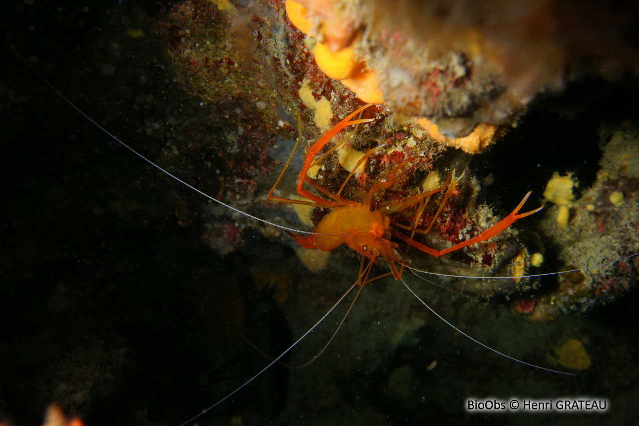 Crevette cavernicole à grandes pinces - Stenopus spinosus - Henri GRATEAU - BioObs