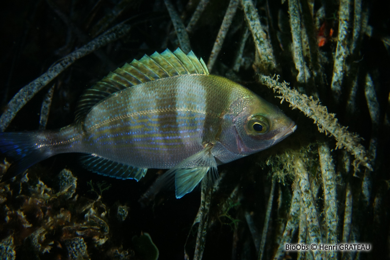 Sar à museau pointu - Diplodus puntazzo - Henri GRATEAU - BioObs