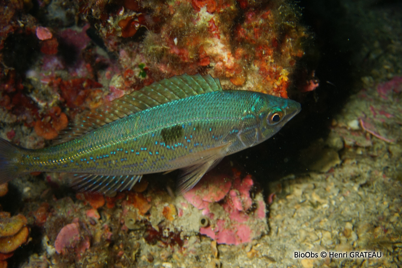 Mendole - Spicara maena - Henri GRATEAU - BioObs