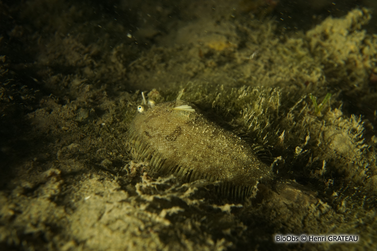Sole velue - Monochirus hispidus - Henri GRATEAU - BioObs