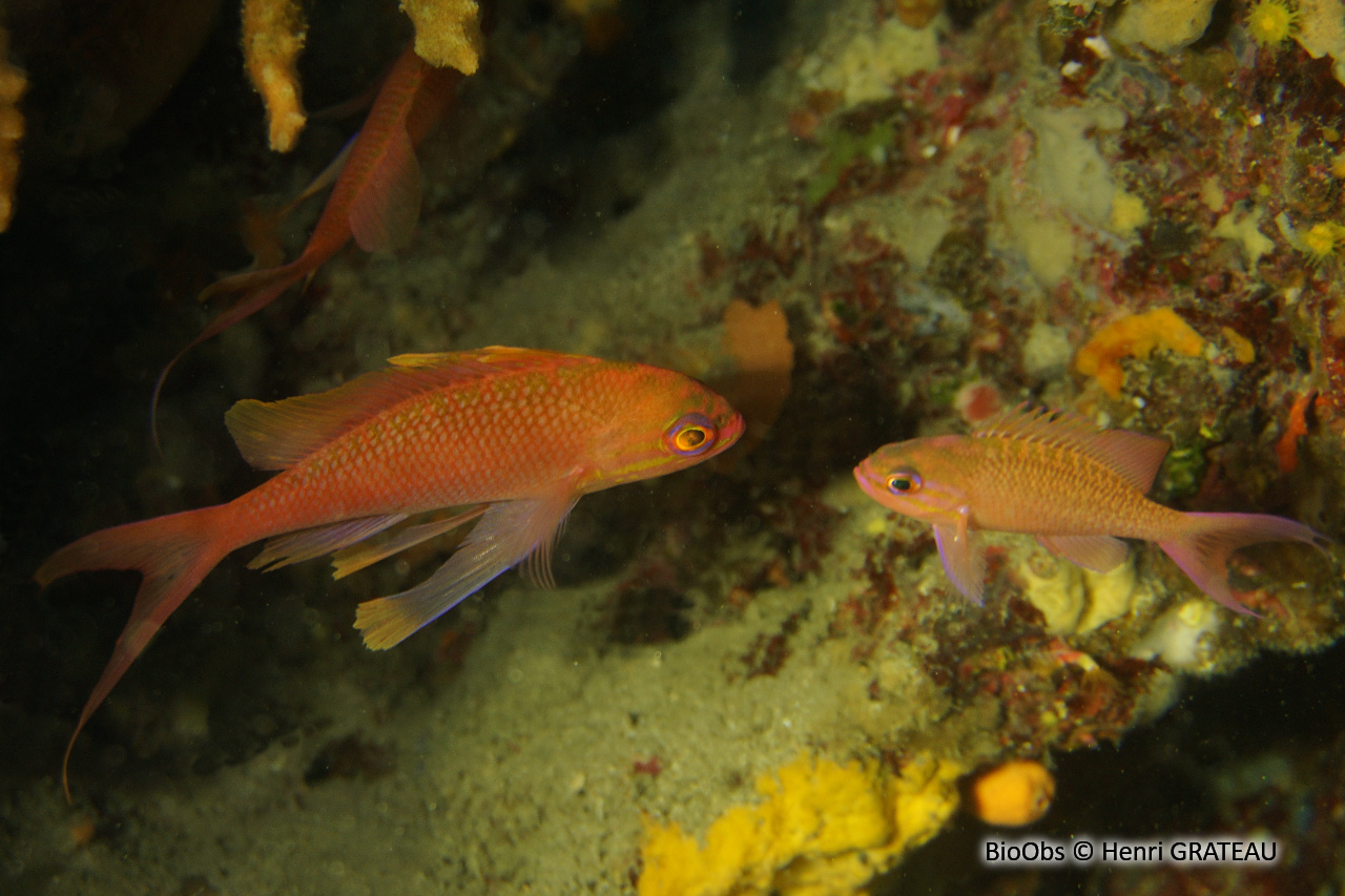 Barbier - Anthias anthias - Henri GRATEAU - BioObs