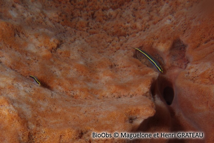 Gobie-néon nez jaune - Elacatinus randalli - Maguelone et Henri GRATEAU - BioObs