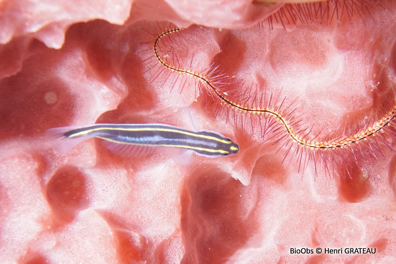 Gobie-néon nez jaune - Elacatinus randalli - Henri GRATEAU - BioObs