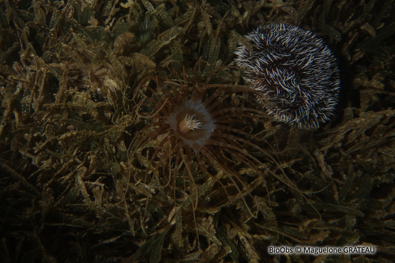 Cérianthe rayé - Isarachnanthus nocturnus - Maguelone GRATEAU - BioObs