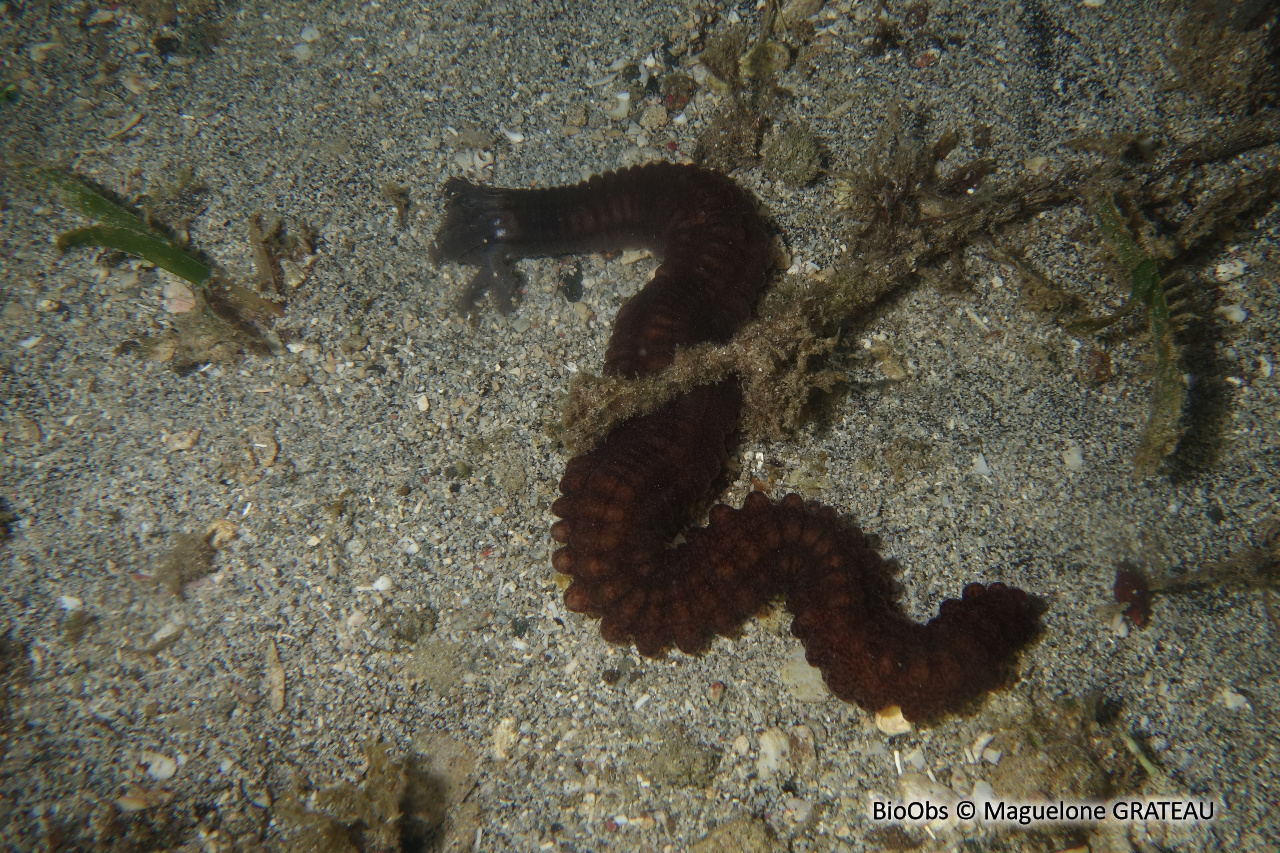 Holothurie-serpent collante antillaise - Euapta lappa - Maguelone GRATEAU - BioObs