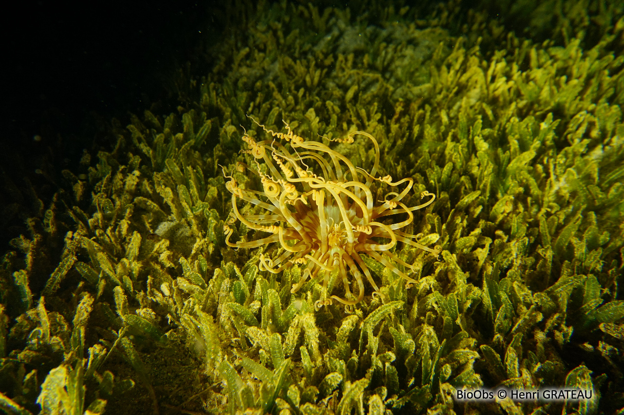 Cérianthe rayé - Isarachnanthus nocturnus - Henri GRATEAU - BioObs