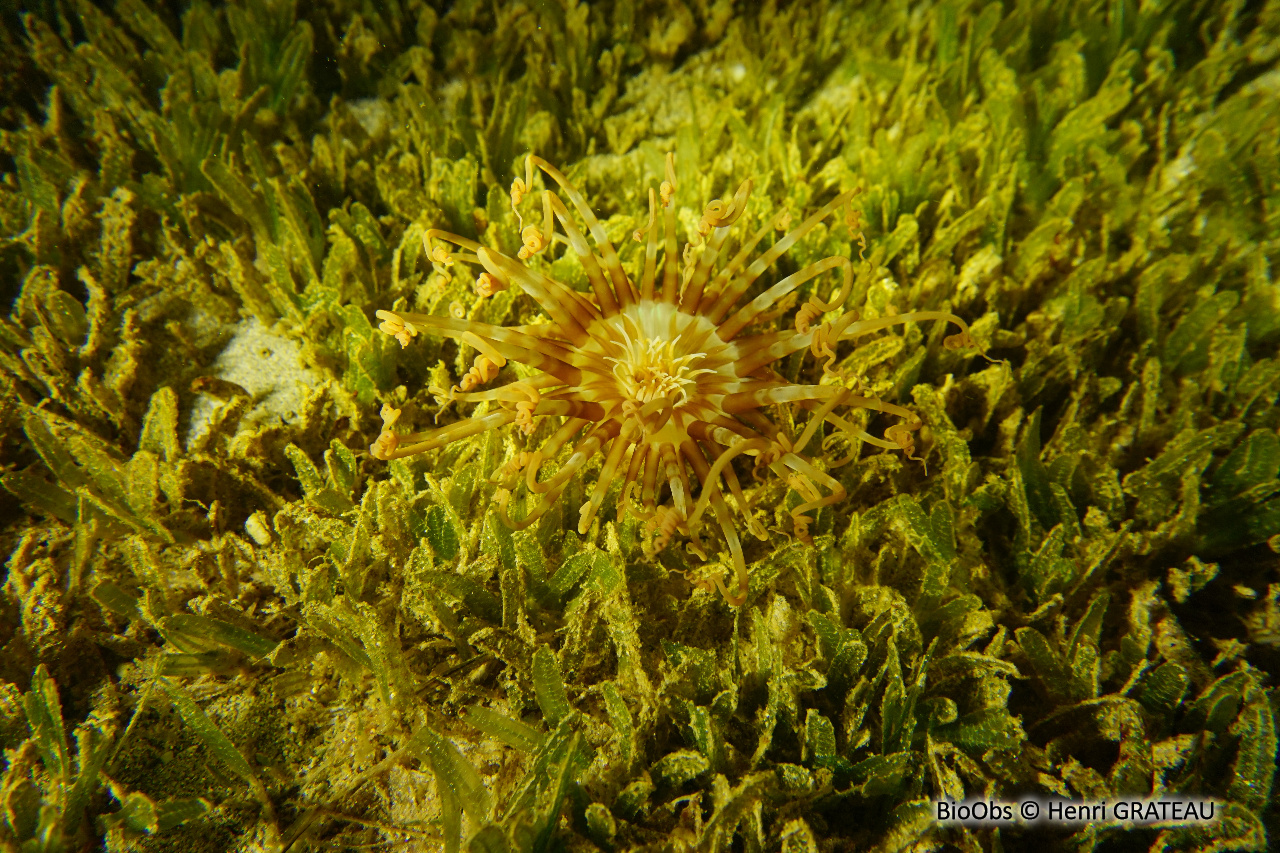 Cérianthe rayé - Isarachnanthus nocturnus - Henri GRATEAU - BioObs