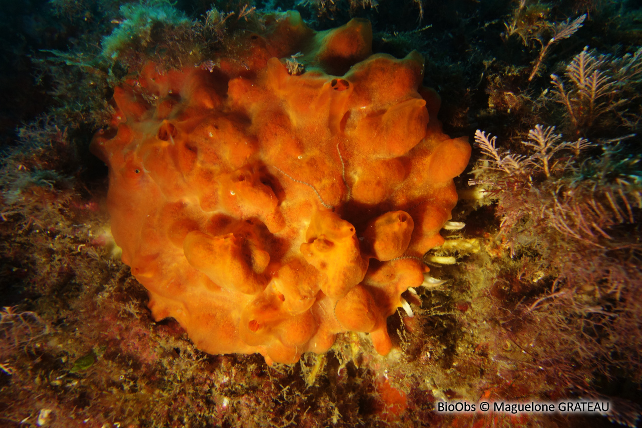 Spondyle pied-d'âne - Spondylus gaederopus - Maguelone GRATEAU - BioObs