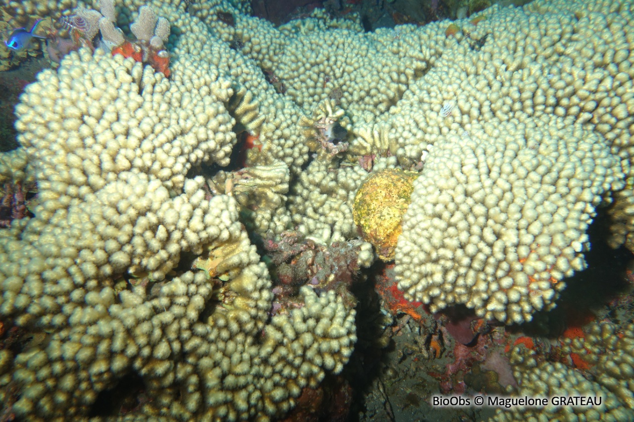 Madracis (genre) - Madracis - Maguelone GRATEAU - BioObs